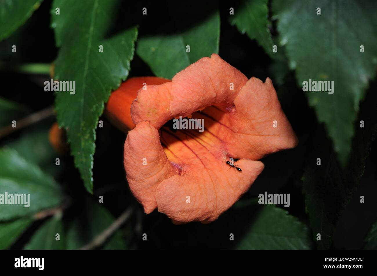 Le formiche di mangiare il polline del vitigno a campana. Foto Stock