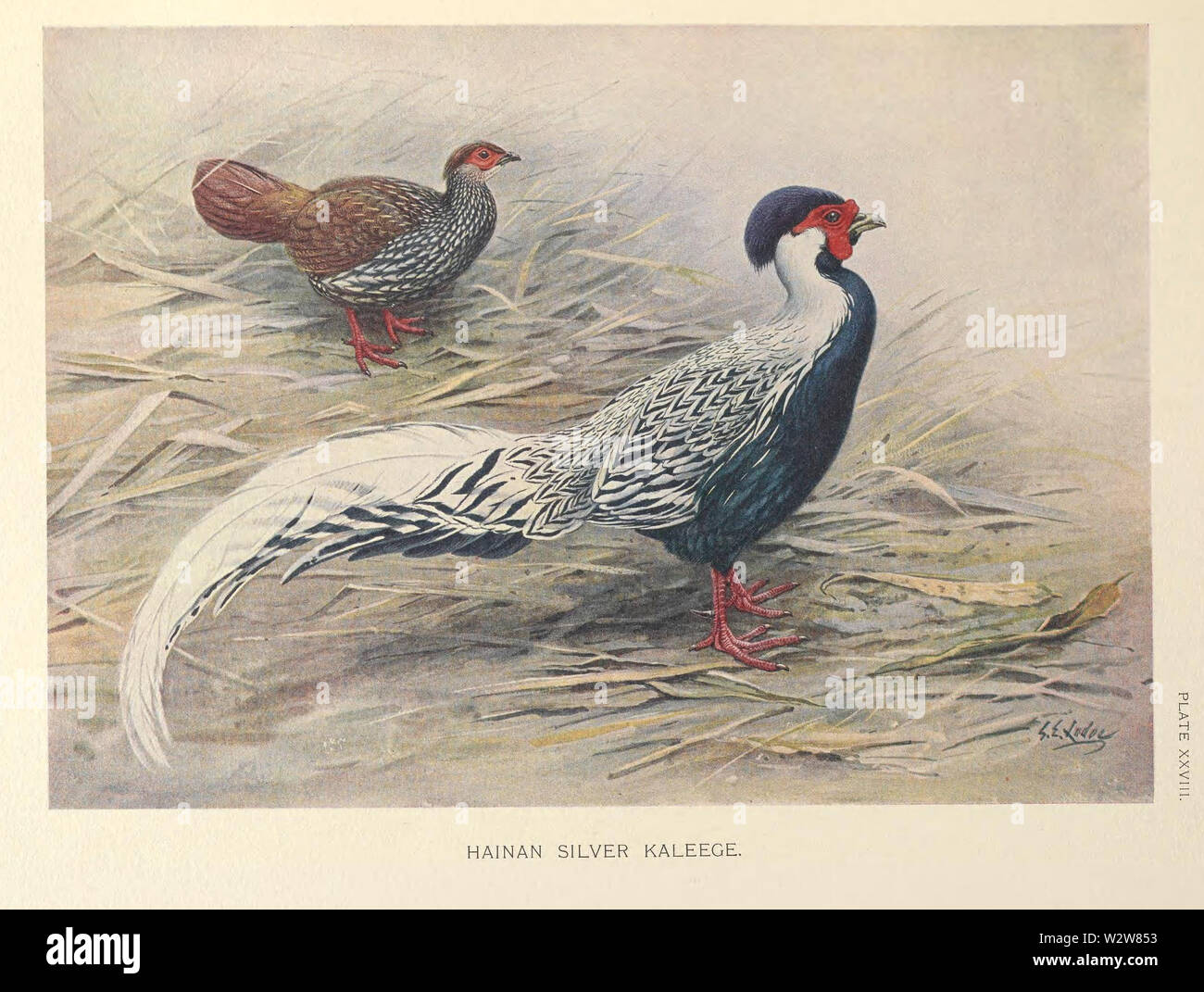 Hainan Kaleege argento da George Edward Lodge Foto Stock