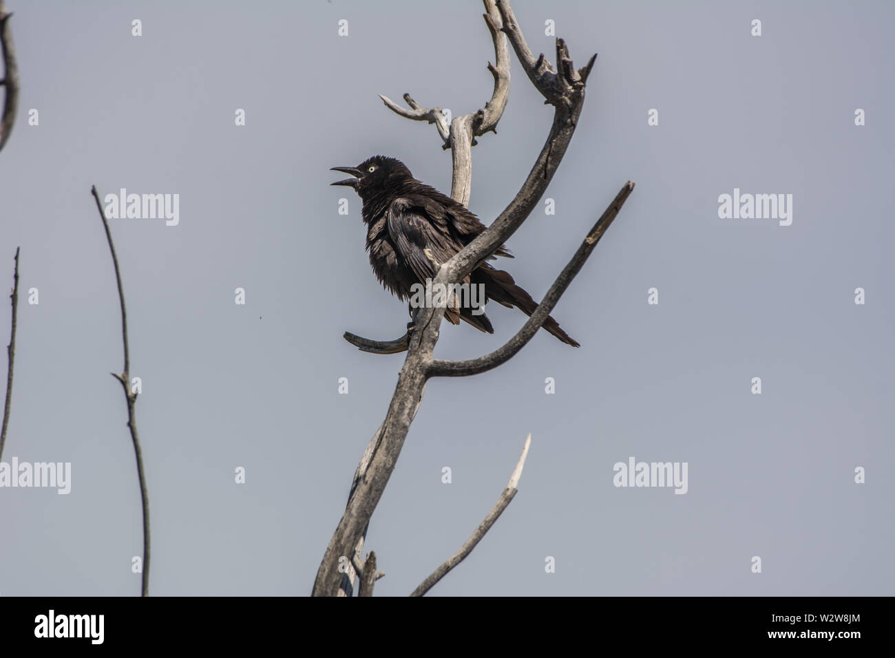 Bird da birra (Euphagus cyanocephalus) da Douglas County, Colorado, USA. Foto Stock