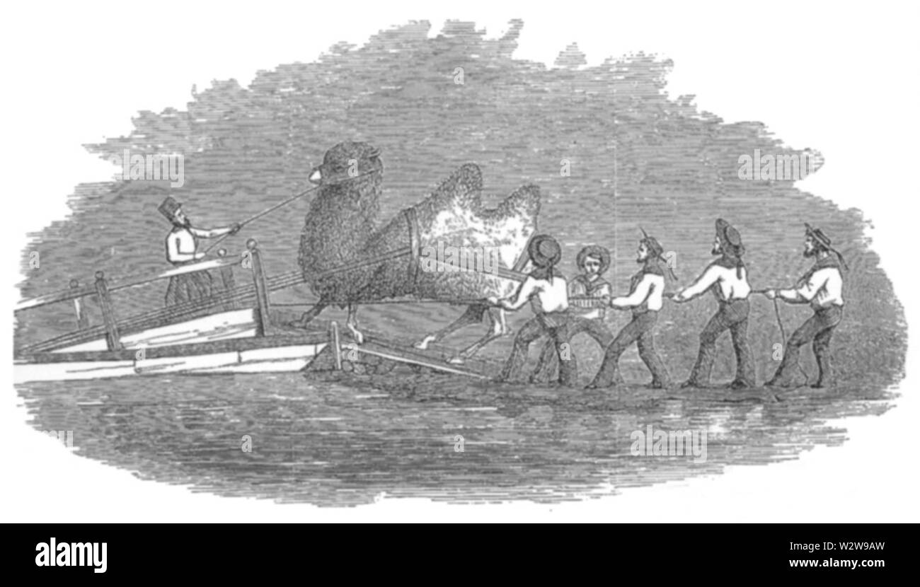 Heap - imbarco dei cammelli Foto Stock