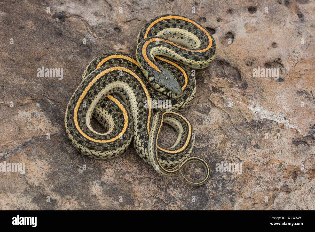 Le pianure Gartersnake Thamnophis (radice) da Otero County, Colorado, Stati Uniti d'America. Foto Stock