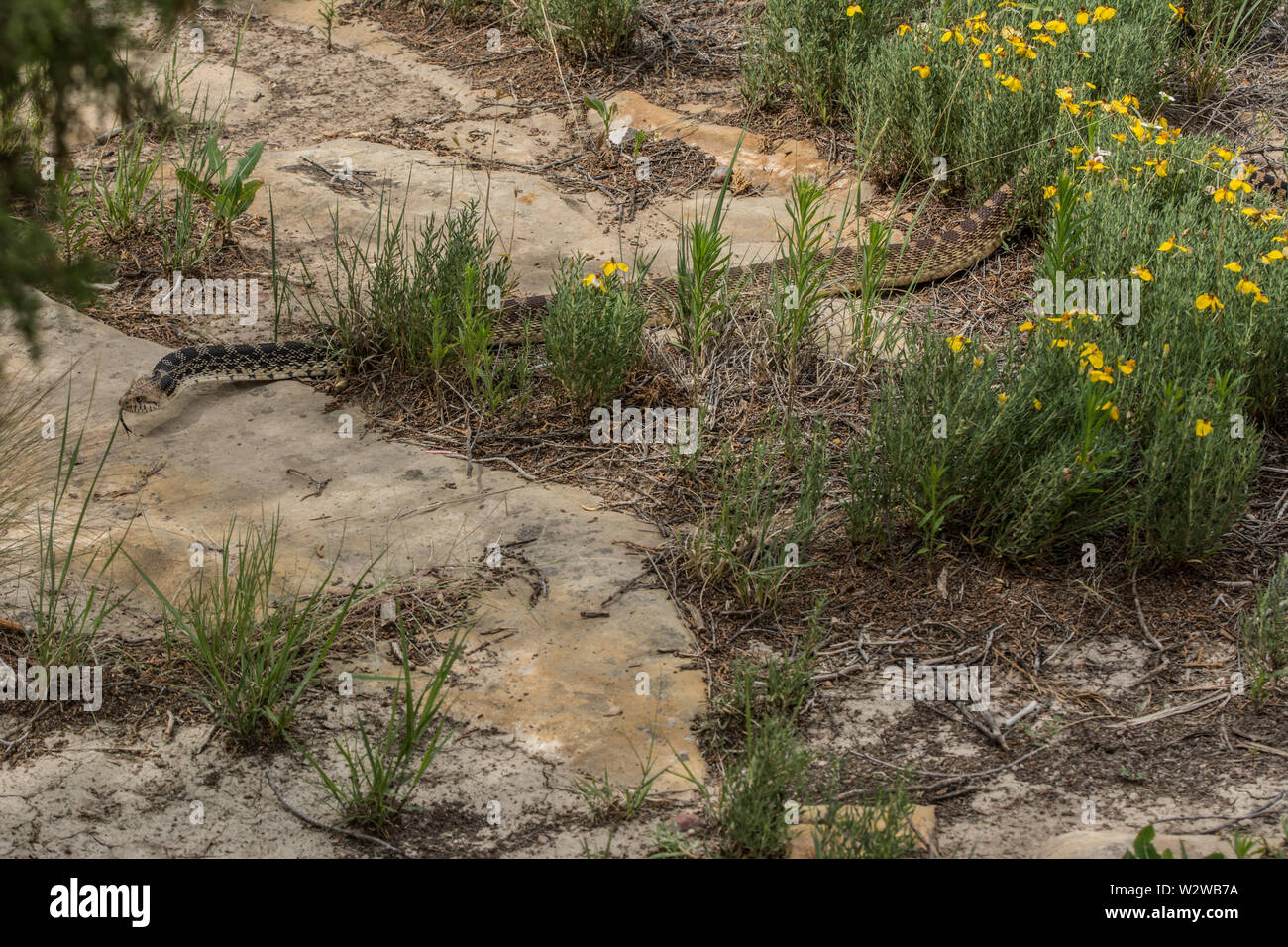 Bullsnake (Pituophis catenifer sayi) da Otero County, Colorado, Stati Uniti d'America. Foto Stock