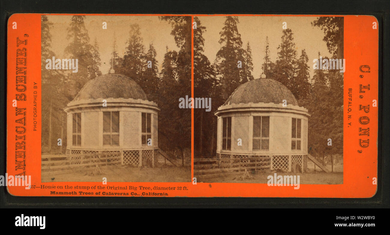 Casa oltre il moncone originale del grande albero di diametro di 32 piedi, alberi Mammut di Calaveras Co, California, da stagno, C L (Charles L) Foto Stock