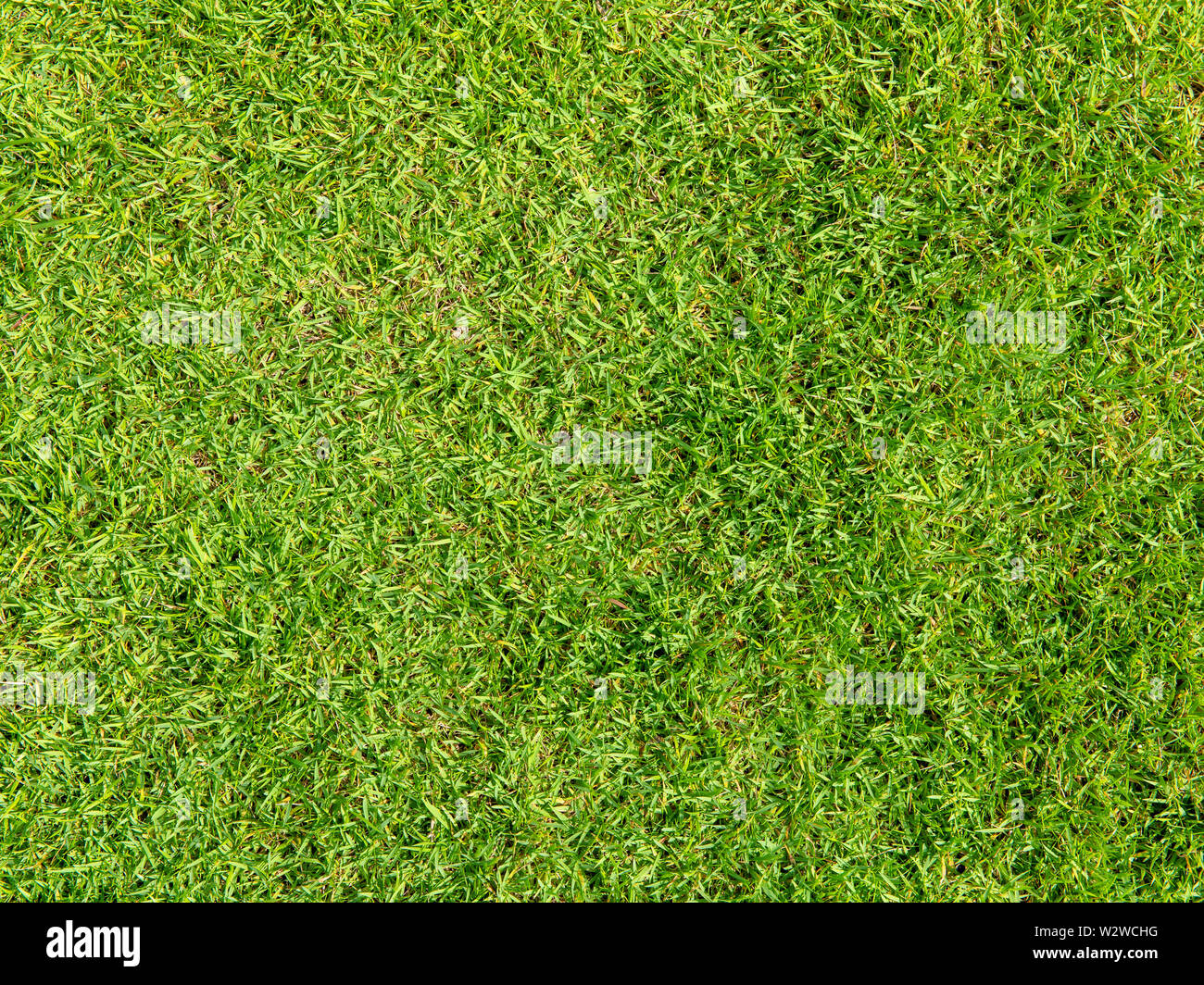 Verde erba artificiale sfondo naturale Foto Stock