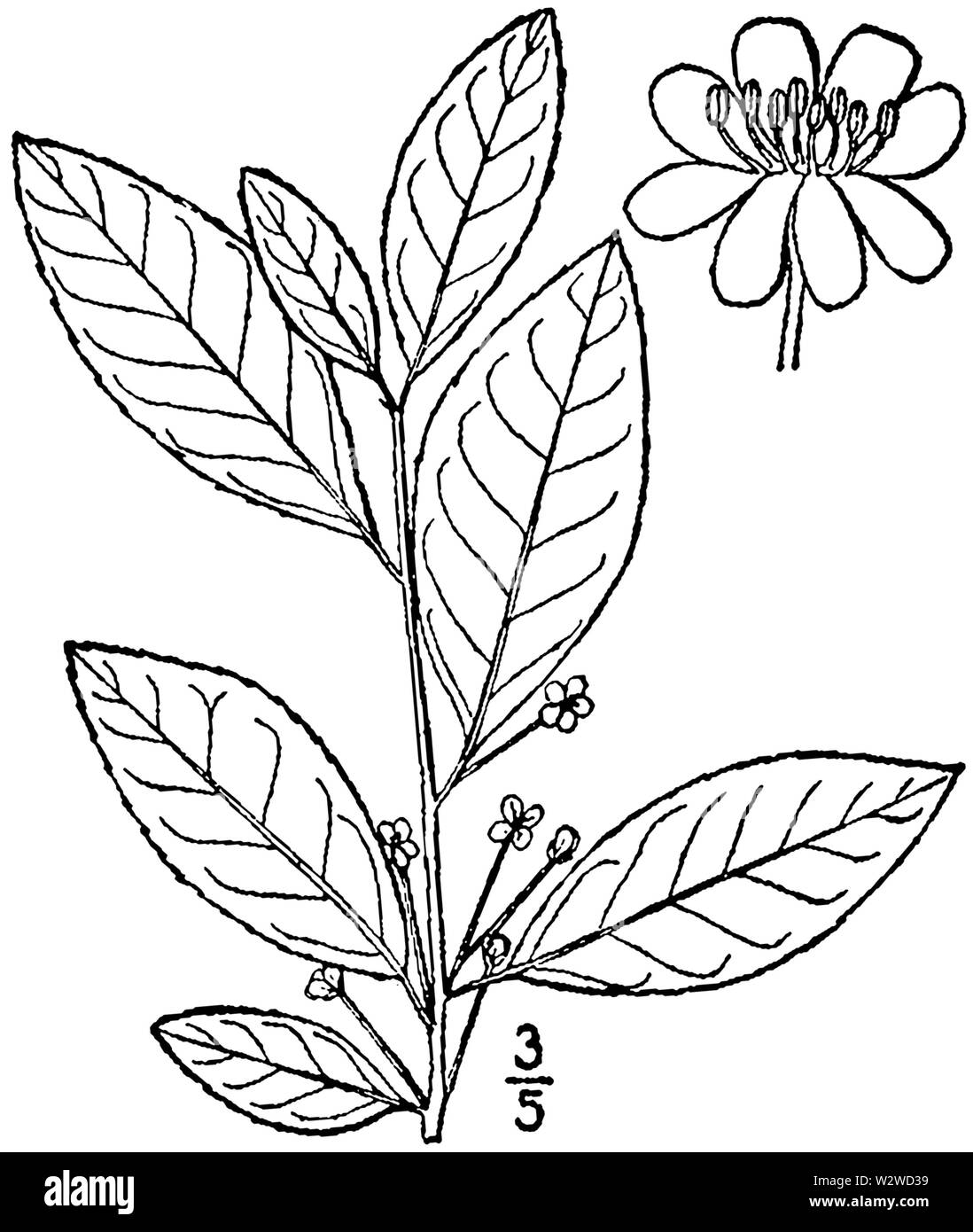 Ilex laevigata BB-1913 Foto Stock