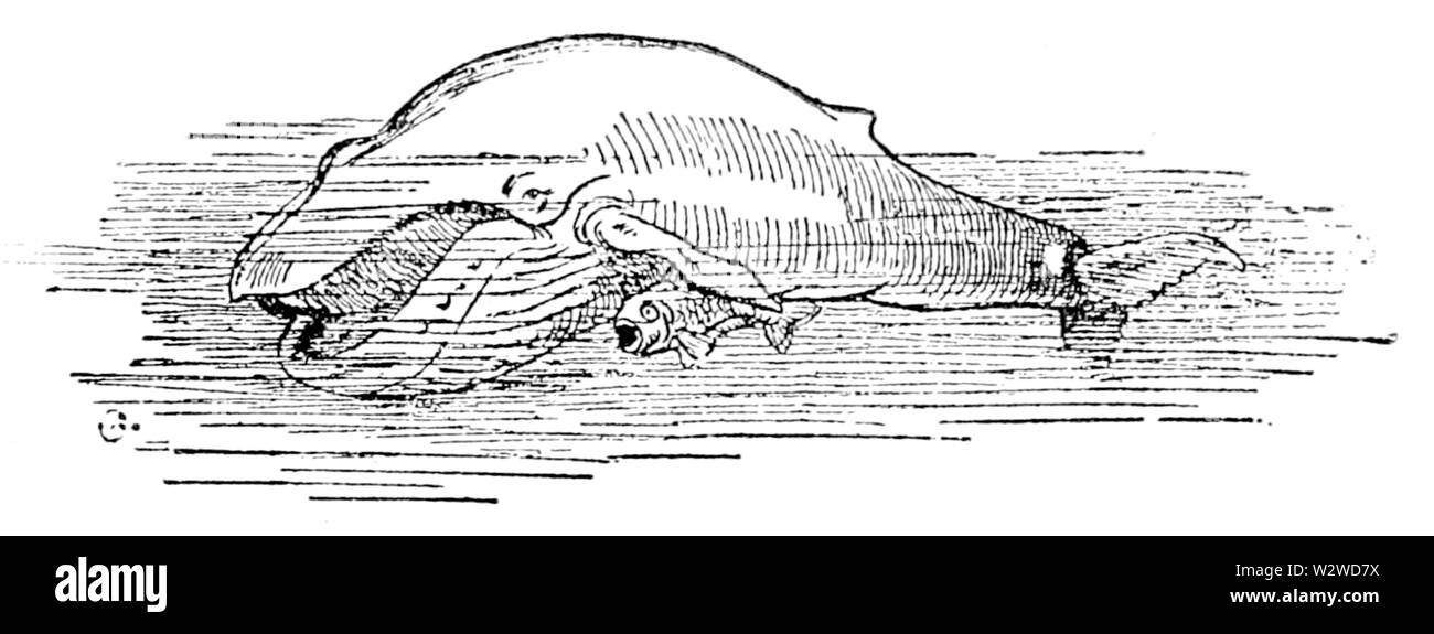 Illustrazione a p 12 in soli in modo storie (c1912) Foto Stock
