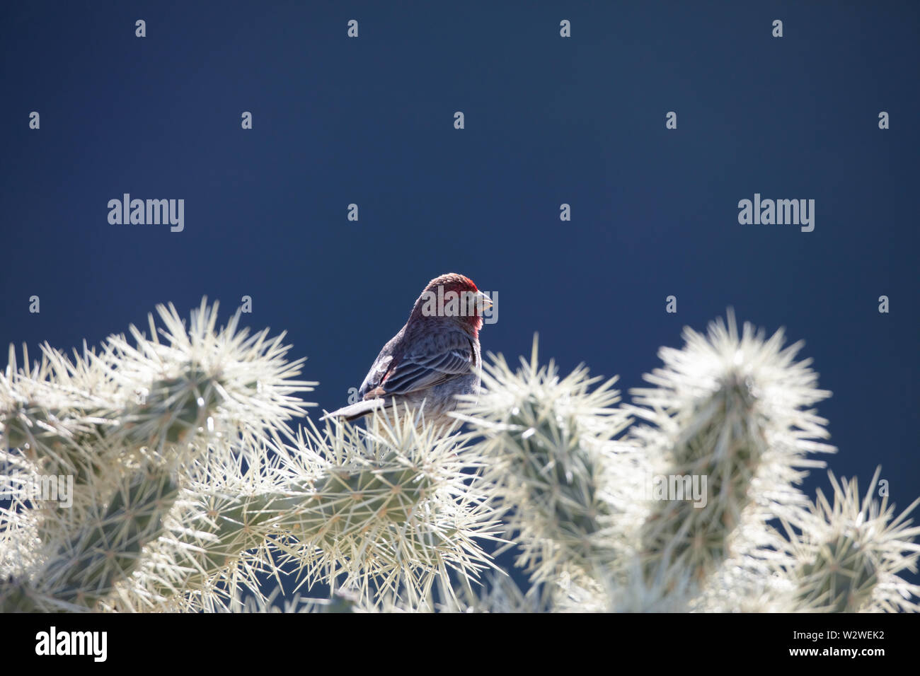 Una casa finch (Haemorhous mexicanus) siede su cholla cactus nel deserto dell'Arizona Foto Stock