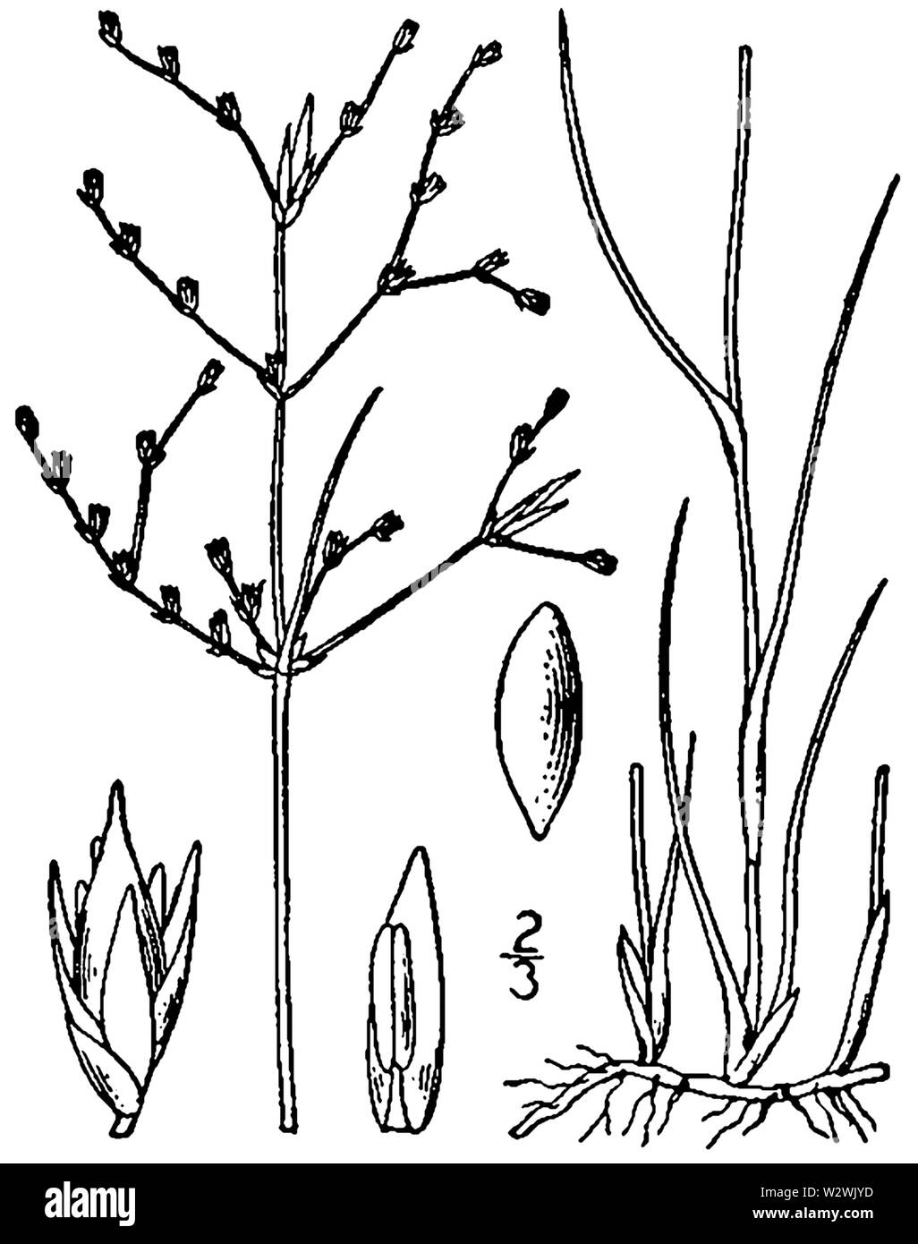 Juncus pelocarpus BB-1913 Foto Stock