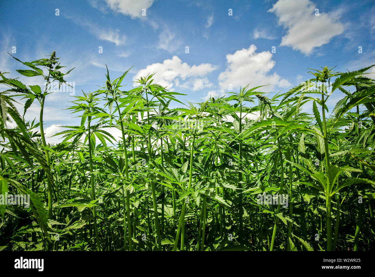 Un campo di canapa in north central montana Foto Stock