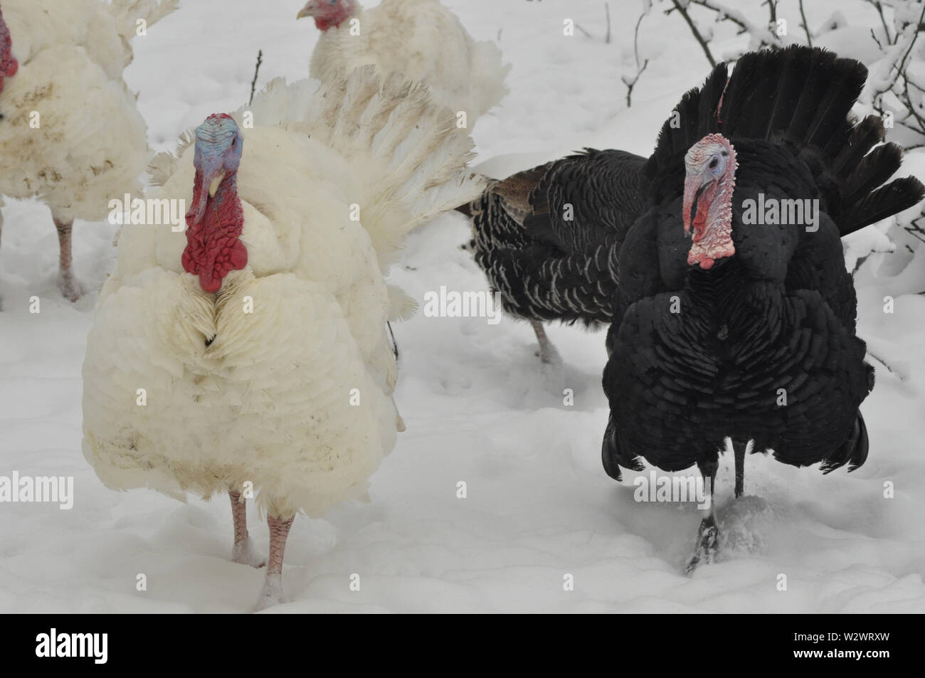 La Turchia bianco con corallo rosso. Nervoso e aggressiva di uccello. Foto Stock