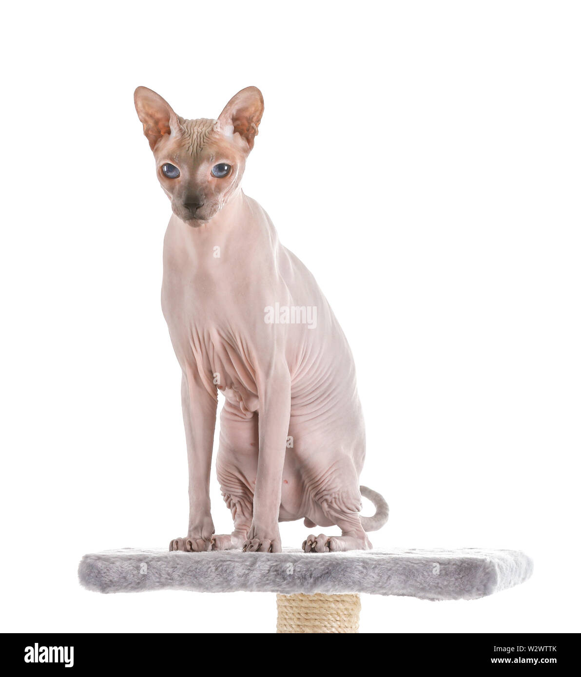 Funny Sphynx gatto su scratching post contro uno sfondo bianco Foto Stock