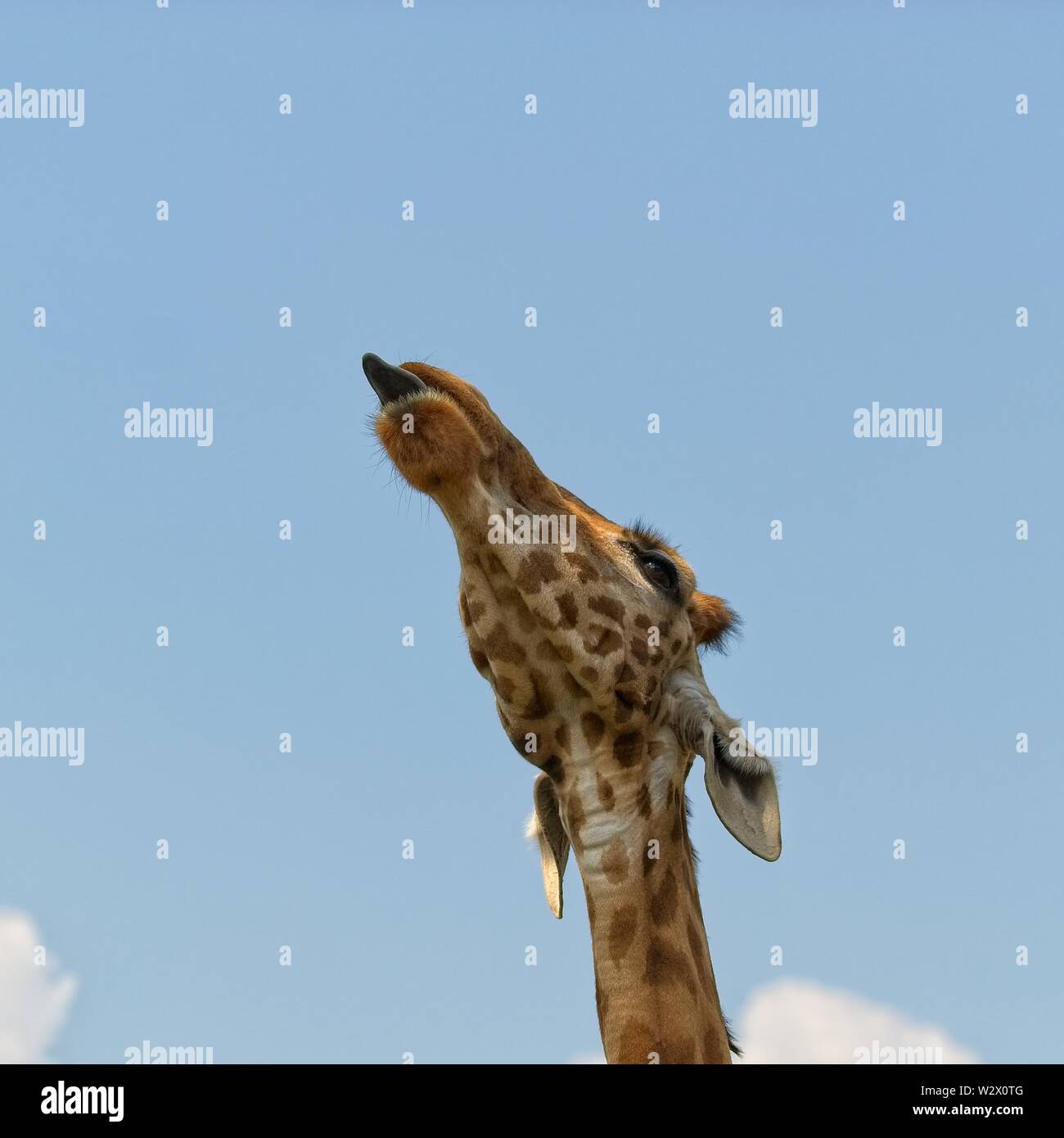 La giraffa fuori la sua lingua. Inquadratura dal basso Foto Stock