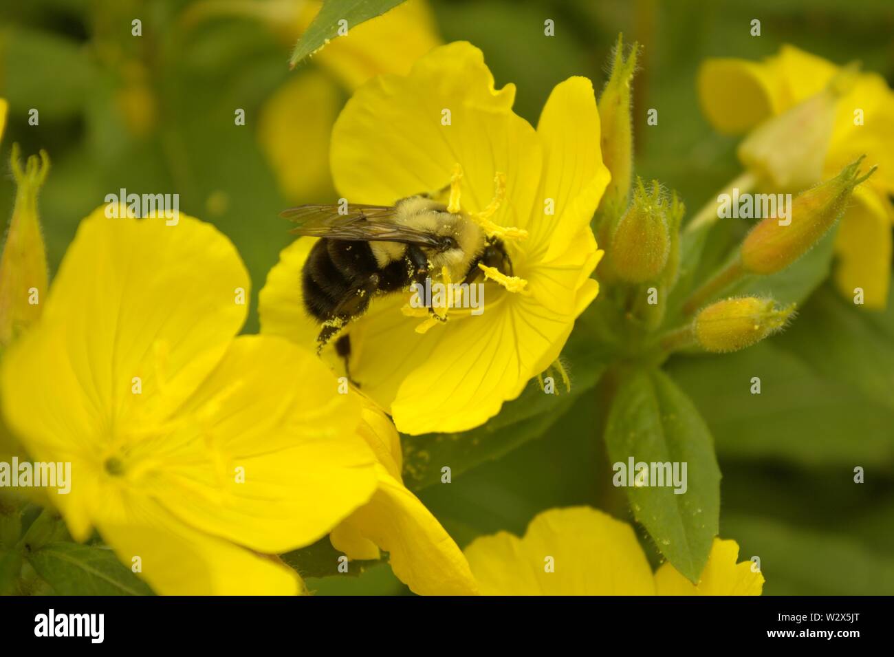 Un Bumble Bee la raccolta di nettare da un Sundrop Primrose fiore Foto Stock