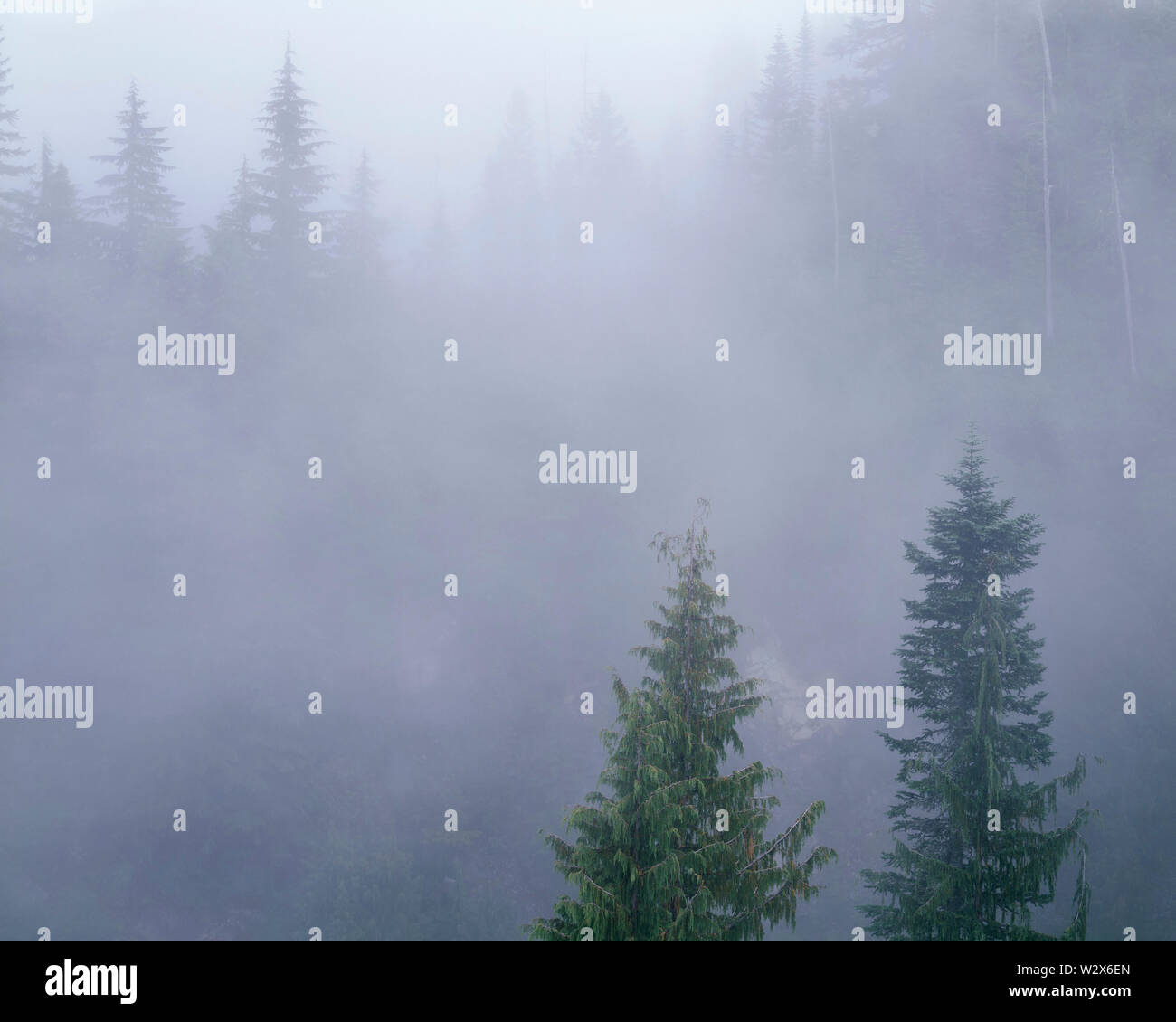 Stati Uniti d'America, Washington, Mt. Rainier National Park, Alaska giallo cedro e abete nobile nella nebbia a Stevens Canyon. Foto Stock