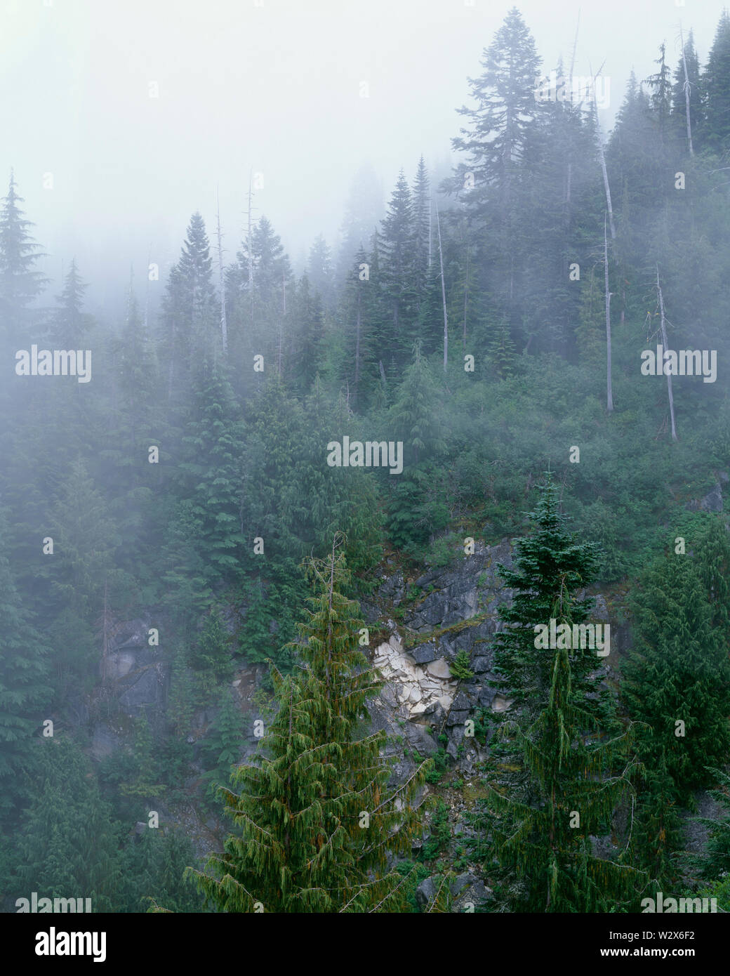 Stati Uniti d'America, Washington, Mt. Rainier National Park, Alaska giallo cedro e abete nobile nella foresta di nebbia a Stevens Canyon. Foto Stock