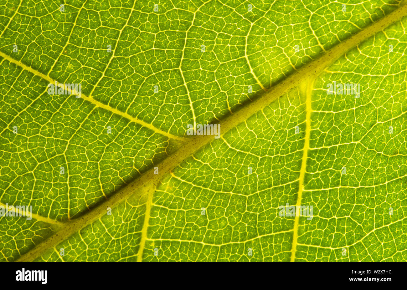 Foglia verde seamless texture. Dettaglio immagine chiudi leaf macro texture seamless pattern. Macro Close-up di foglia foglia verde texture di sfondo. natura sav Foto Stock