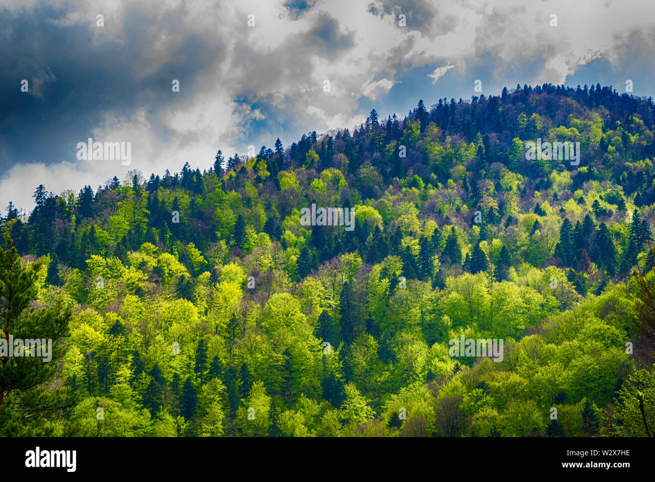 Drammatico paesaggio forestale. Collina ricoperta di alberi verdi con forte nuvole nel cielo. Foto Stock