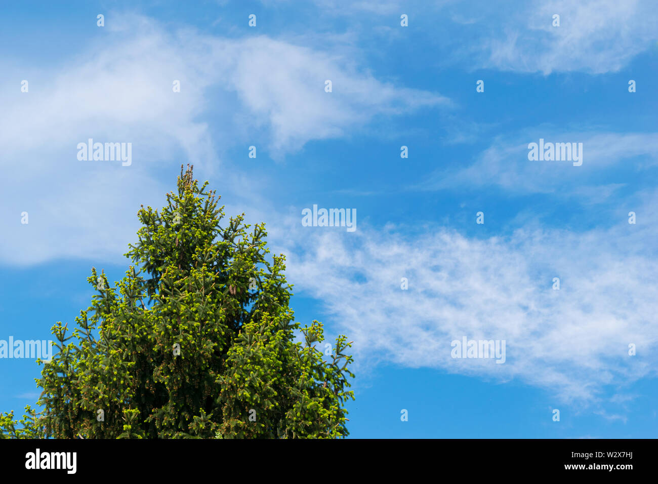 La parte superiore di un abete con boccioli molla contro il cielo di luce sullo sfondo - Spazio di copia Foto Stock
