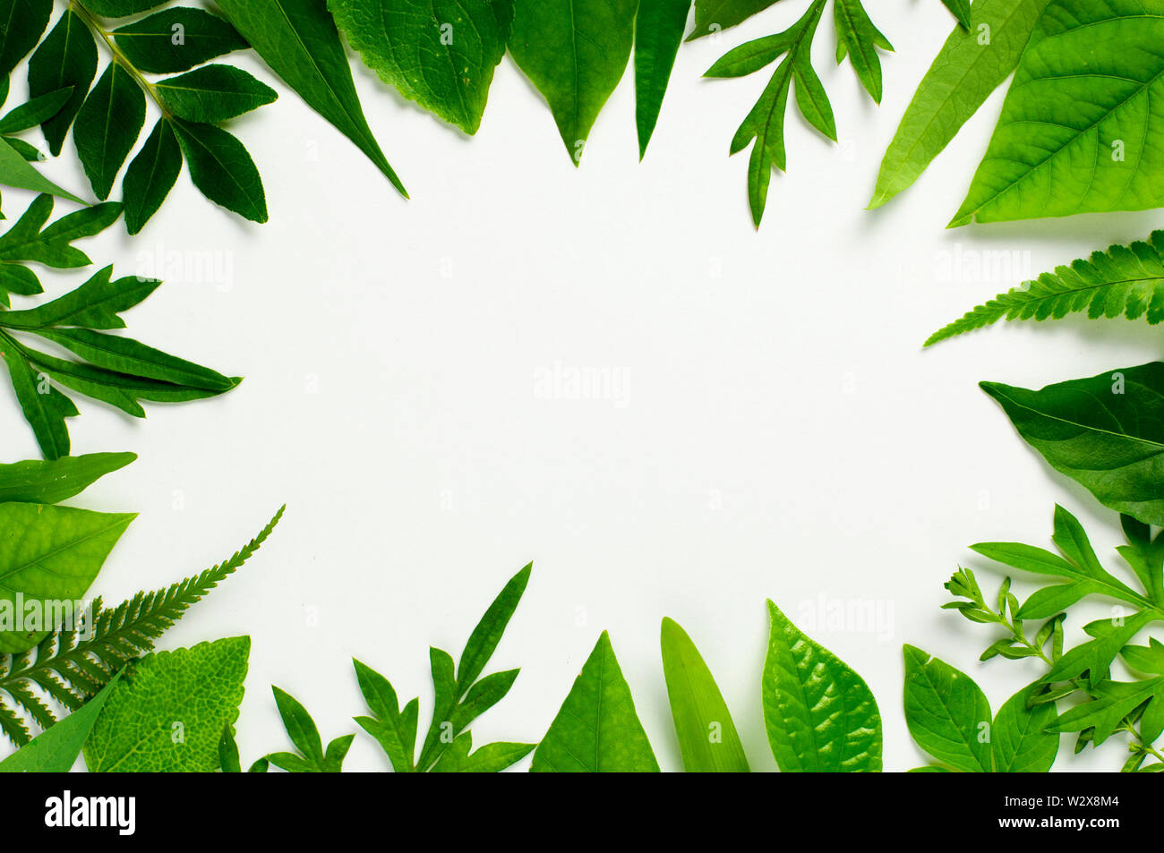 Foglia tropicale e le erbe bordo del frame con una metà dello spazio vuoto per un testo, logo o disegni di prodotto. Lay piatto. Tettuccio di close up shot - immagine Foto Stock