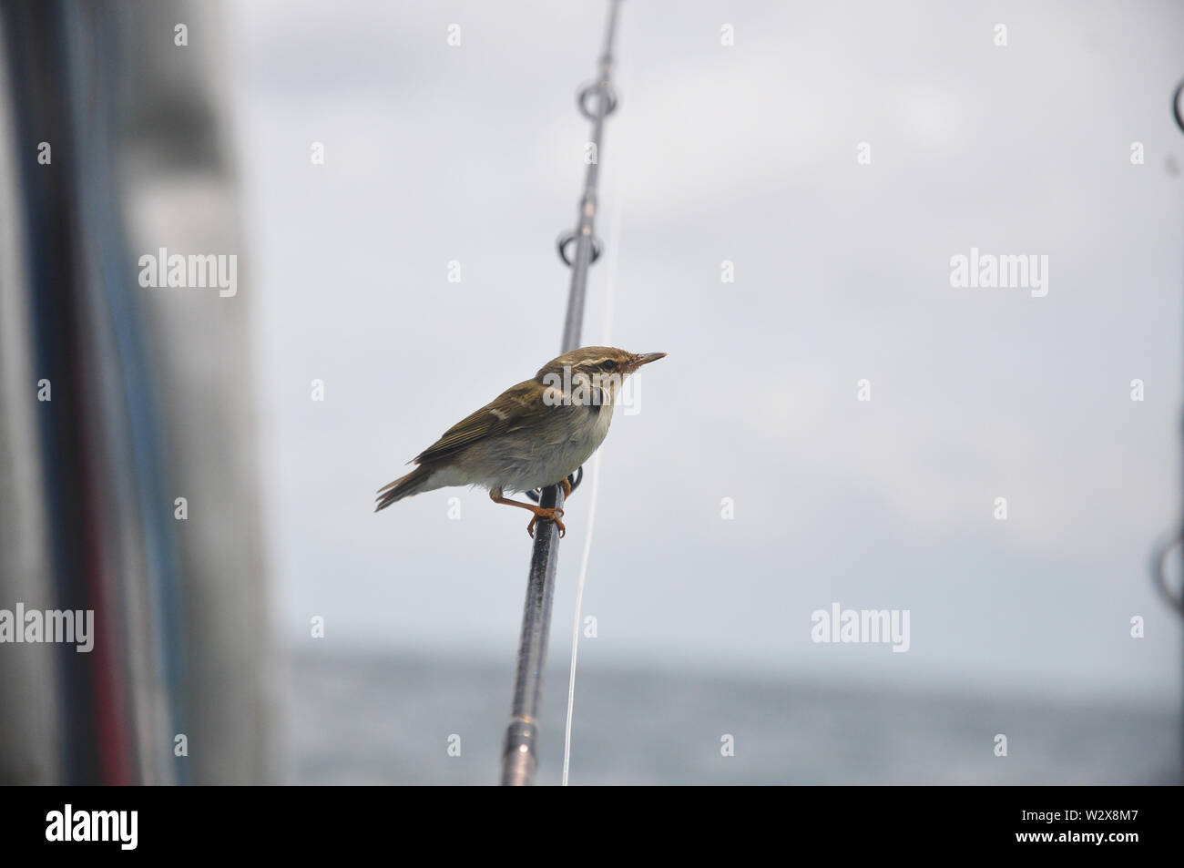 Il marrone-fiancheggiata bush trillo (Horornis fortipes) in appoggio su una canna da pesca su una barca - Immagine Foto Stock