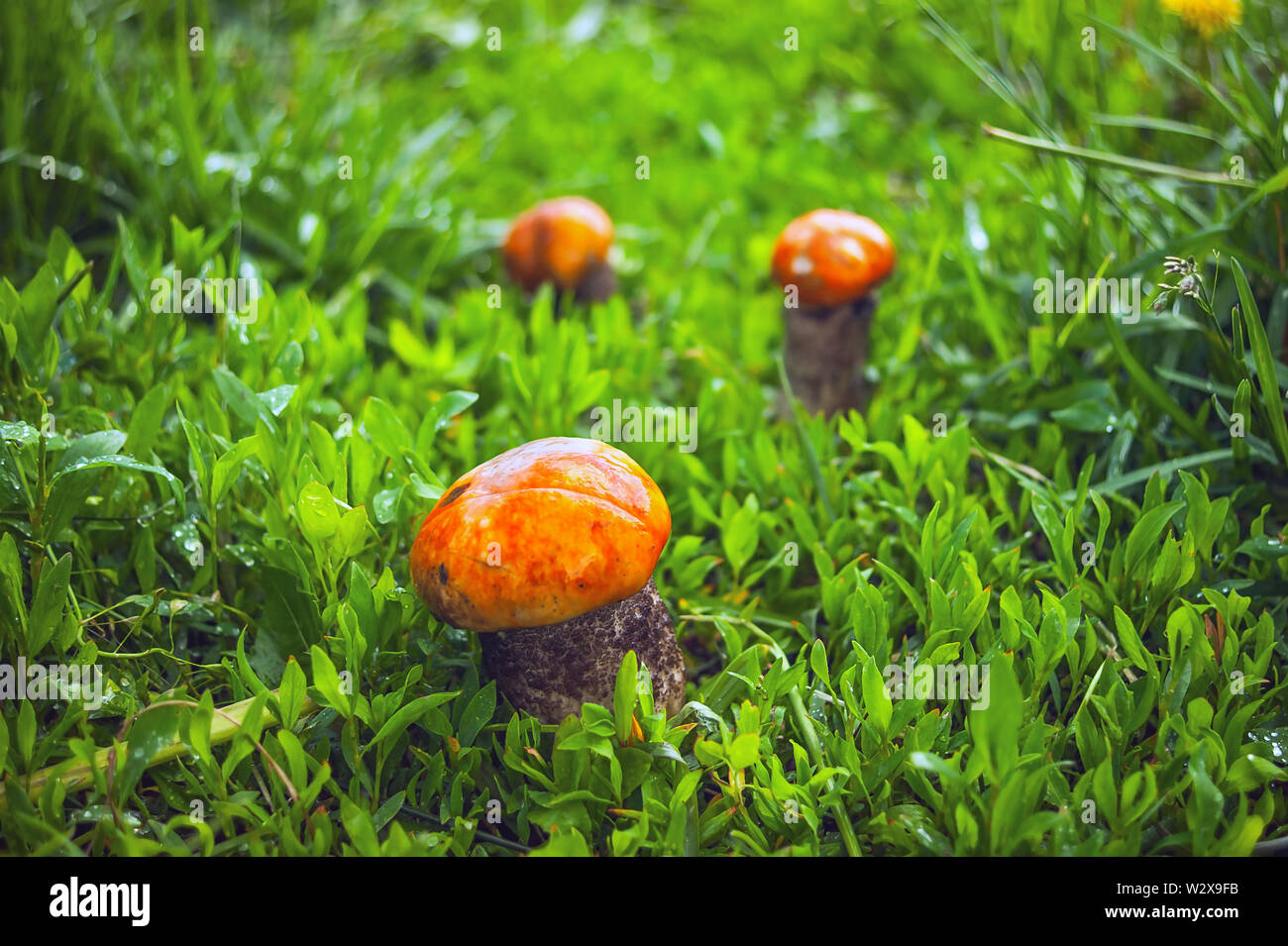 Un unico grande Red-Capped Scaber levetta fungo Fungo (Leccinum Aurantiacum) e due piccole in erba dopo la pioggia su una soleggiata giornata estiva. Foto Stock