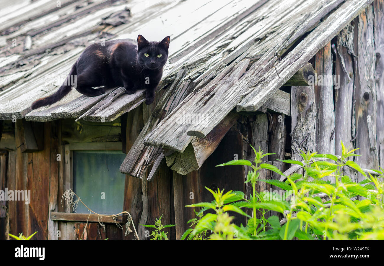 Caccia Farm nero Cat di caduta del tetto in legno di un vecchio fienile con crescita densa di ortica intorno a. Foto Stock