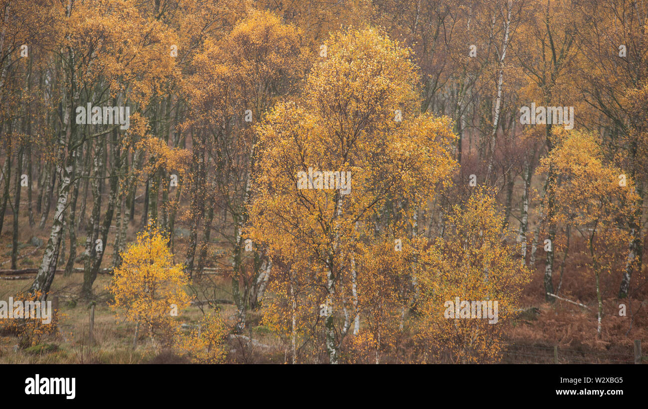 Bella vibrante Autumn Fall paesaggio nella nebbia Peak District in Inghilterra Foto Stock