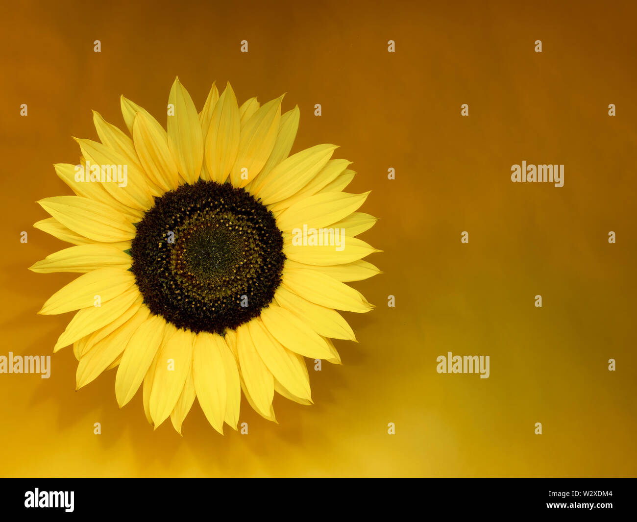 Fiori di girasole, luce dipinta sul caldo giallo e lo sfondo arancione con copyspace. Guarda 3d. Foto Stock