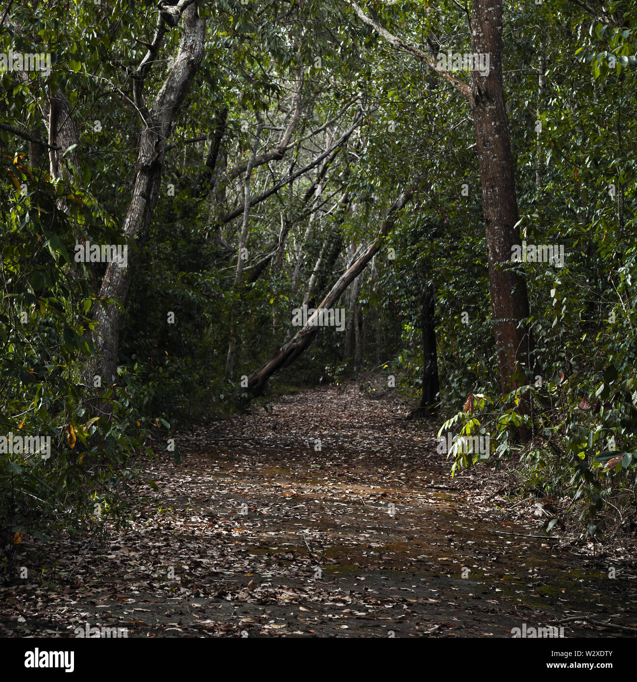 Vuoto abbandonato scuro asfalto strada coperta di foglie cadute, passa attraverso la foresta di spaventoso, quadrato foto di sfondo Foto Stock