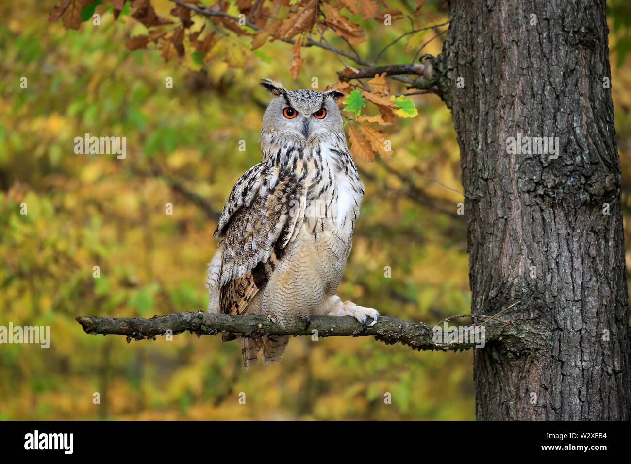 Siberian gufo reale (Bubo bubo sibiricus), Adulto, vigile sul pesce persico, Slovacchia Foto Stock