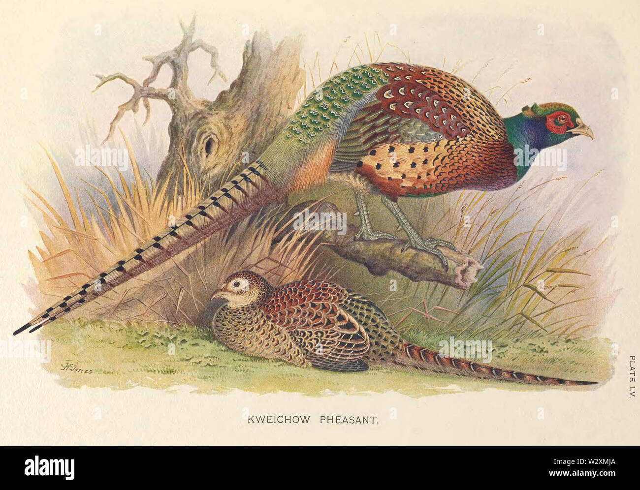 Kweichow Fagiano da H Jones Foto Stock