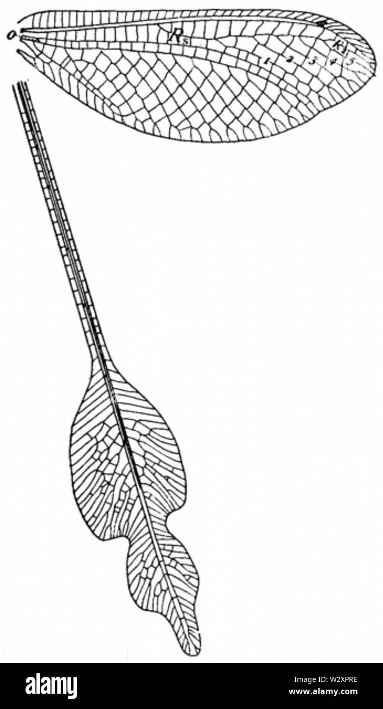 Lertha extensa ali Foto Stock