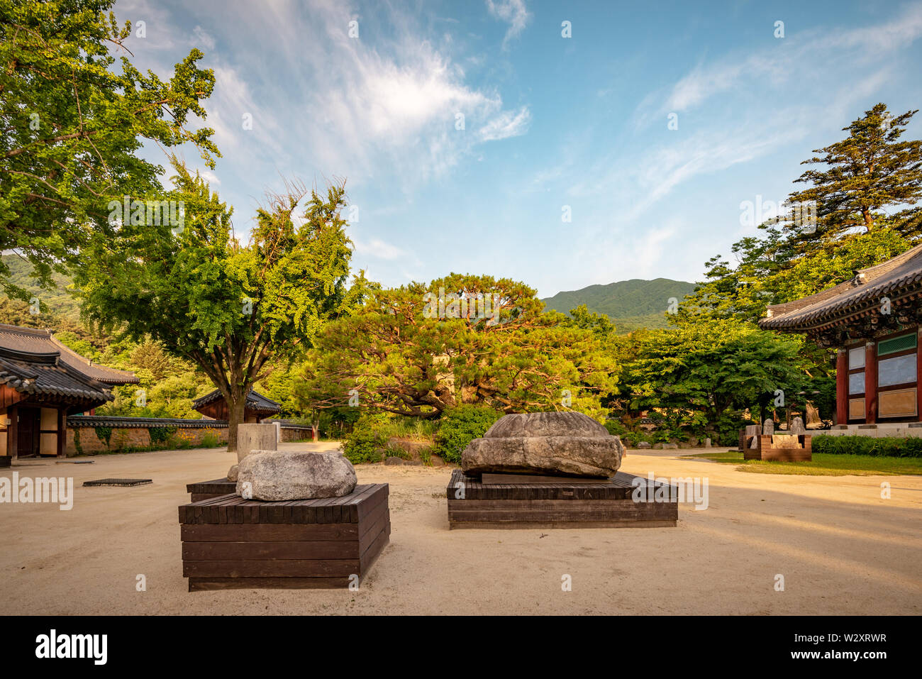 Pino in un cortile al monastero Jijiksa, preso la mattina presto, Gimcheon, Corea del Sud Foto Stock