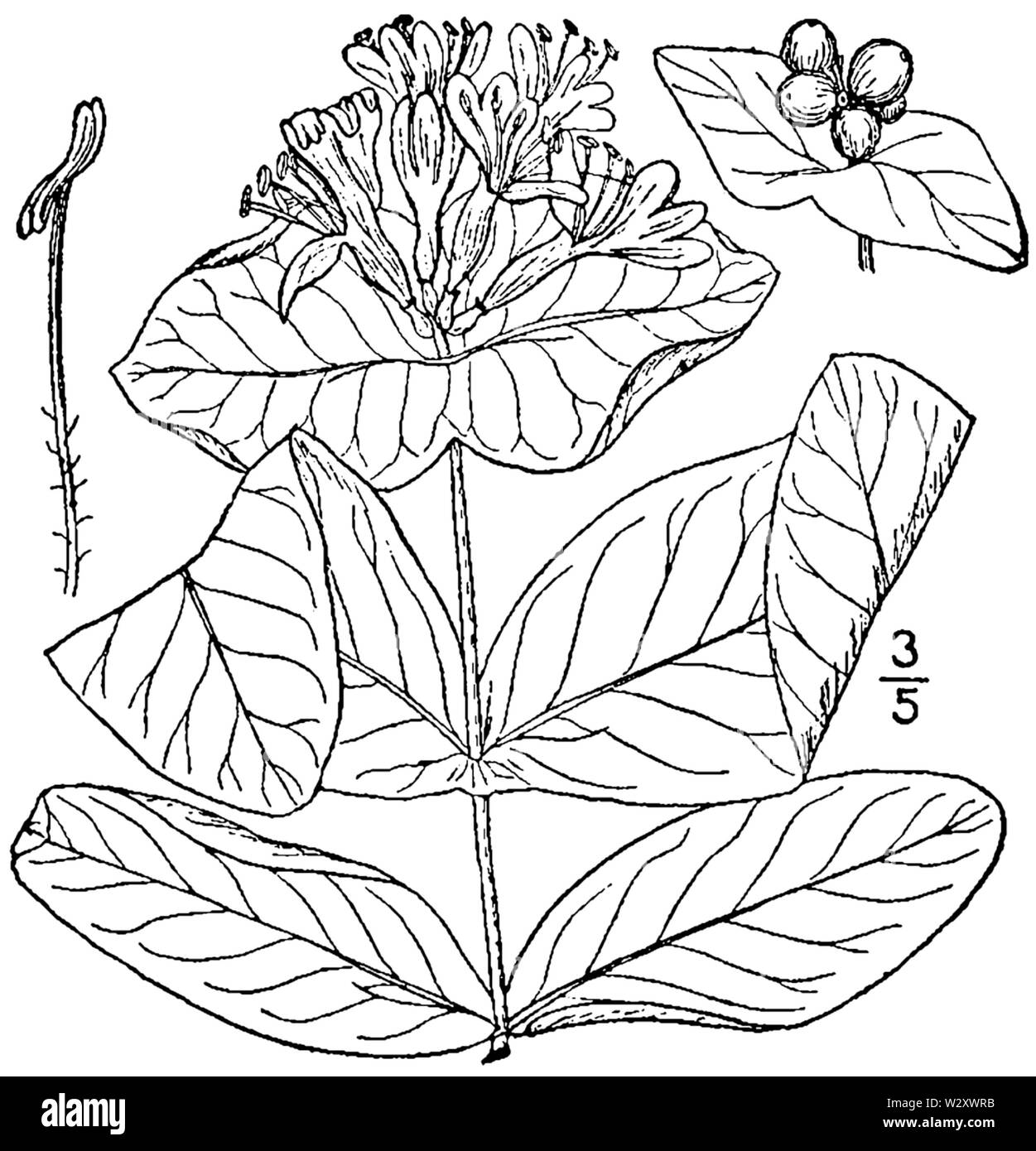 Lonicera dioica var dioica disegno Foto Stock
