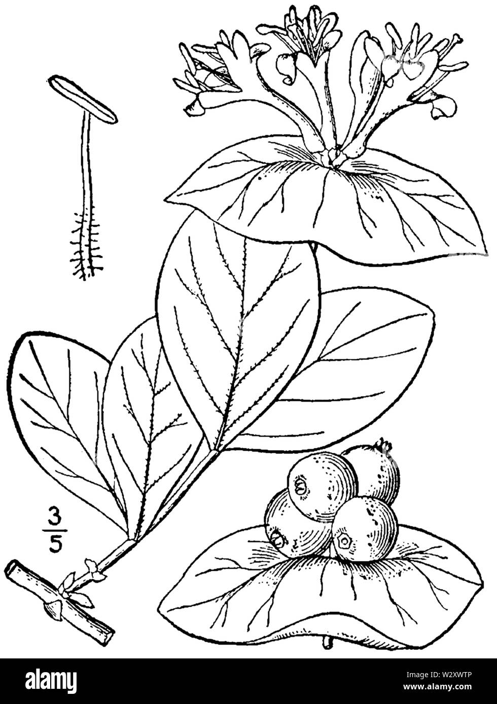 Lonicera dioica var douglasii disegno Foto Stock