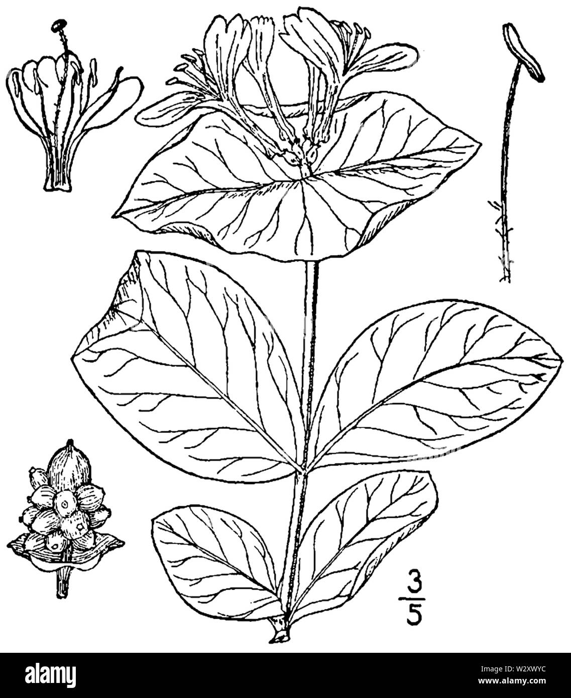 Lonicera reticulata BB-1913 Foto Stock
