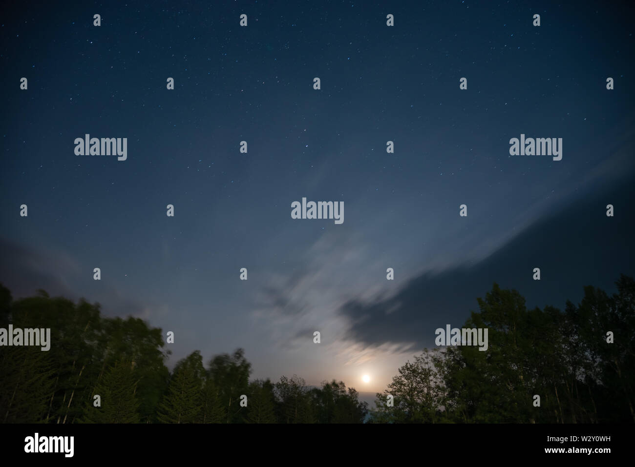 Foresta in silhouette con cielo stellato e la luce della luna piena Foto Stock