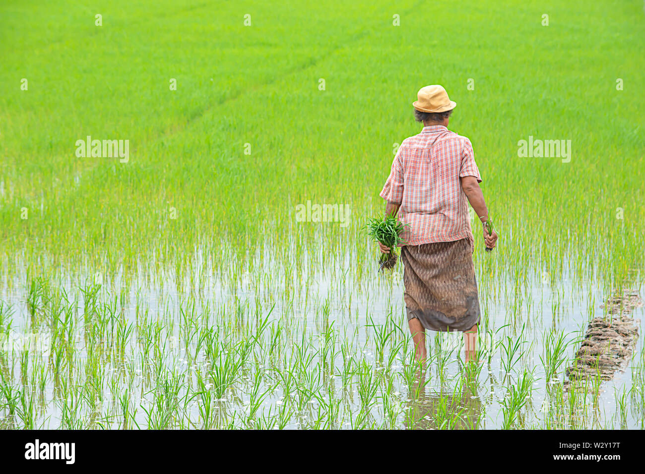 L'agricoltore è una donna indossare un cappello azienda riso seminato in risaia con le zone umide in BangYai Park , Nonthaburi in Thailandia. Giugno 30, 2019 Foto Stock