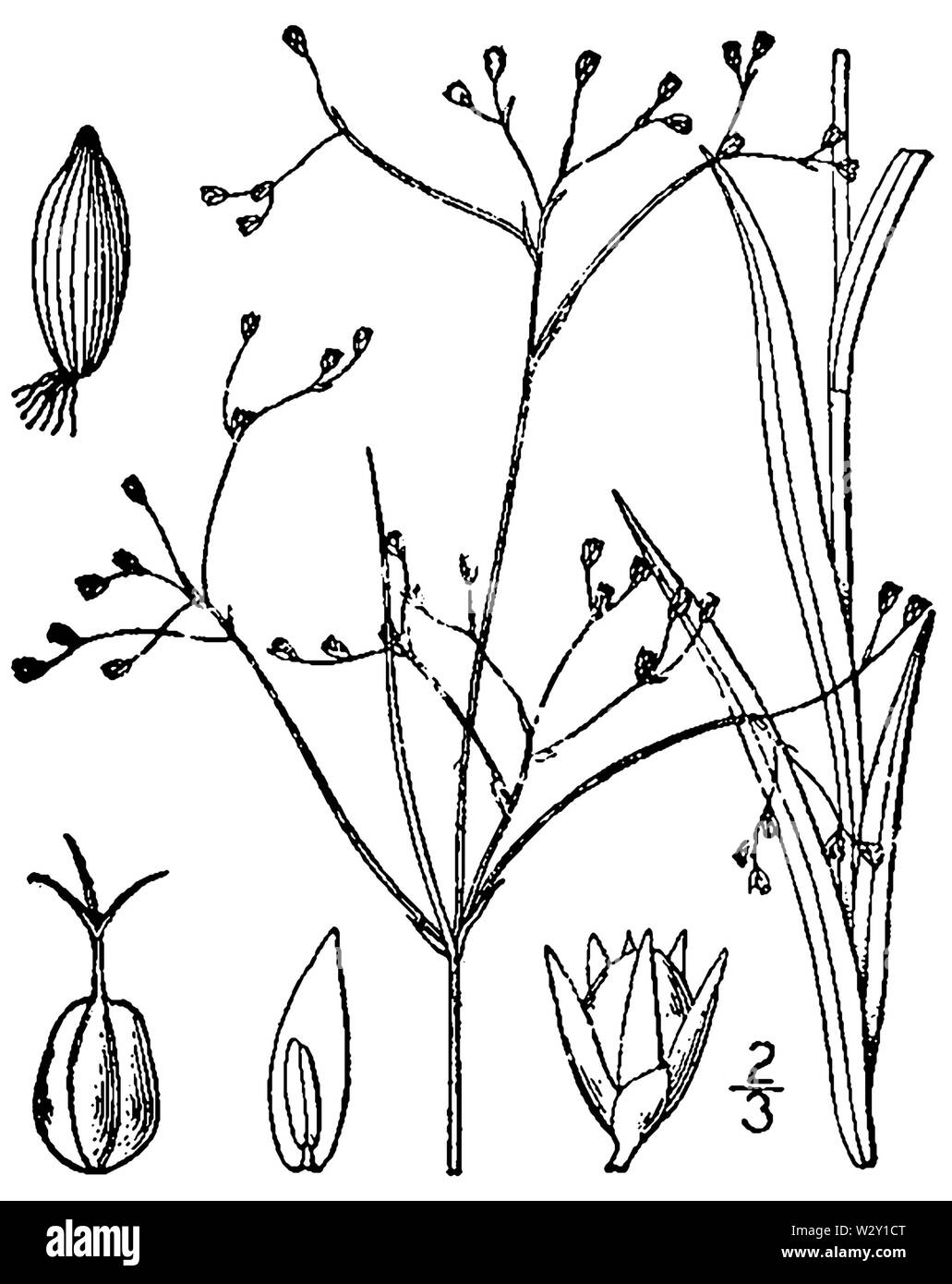 Luzula parviflora BB-1913 Foto Stock