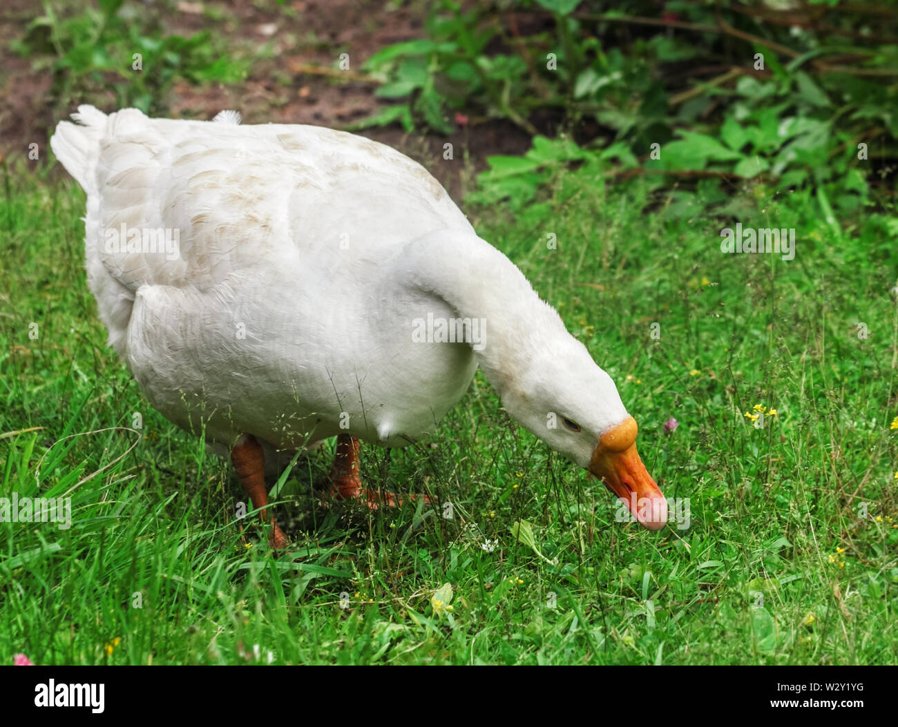 Grande oca bianca su erba verde al giorno di estate Foto stock - Alamy
