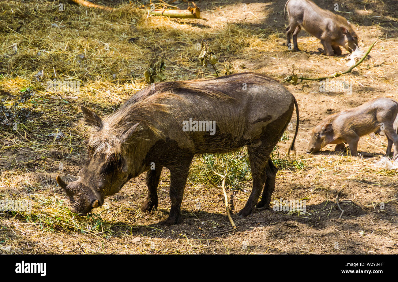 Primo piano di una comune femmina warthog, popolare di suini selvatici della specie dall'Africa Foto Stock