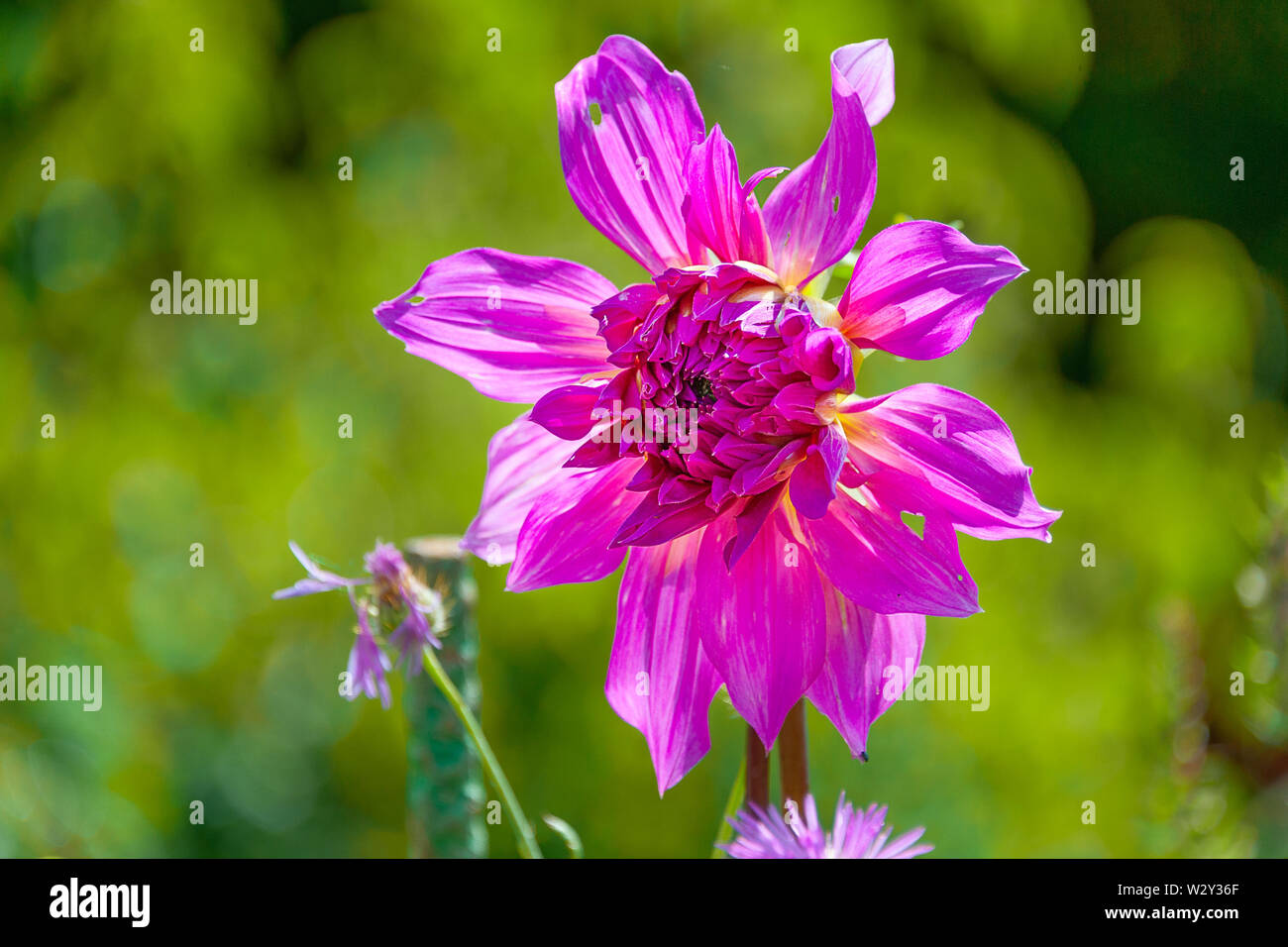 Wild fioritura delle piante in piedi nel sole. Bellissimi fiori viola con sottili indebolita di petali e forma come sun flower. Foto Stock