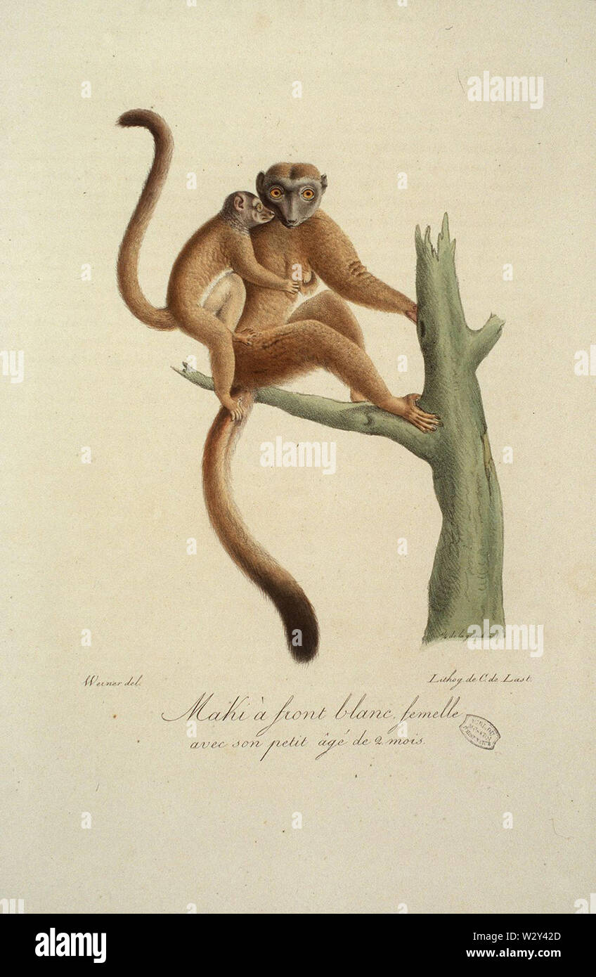 Maki à anteriore femelle blanc Foto Stock