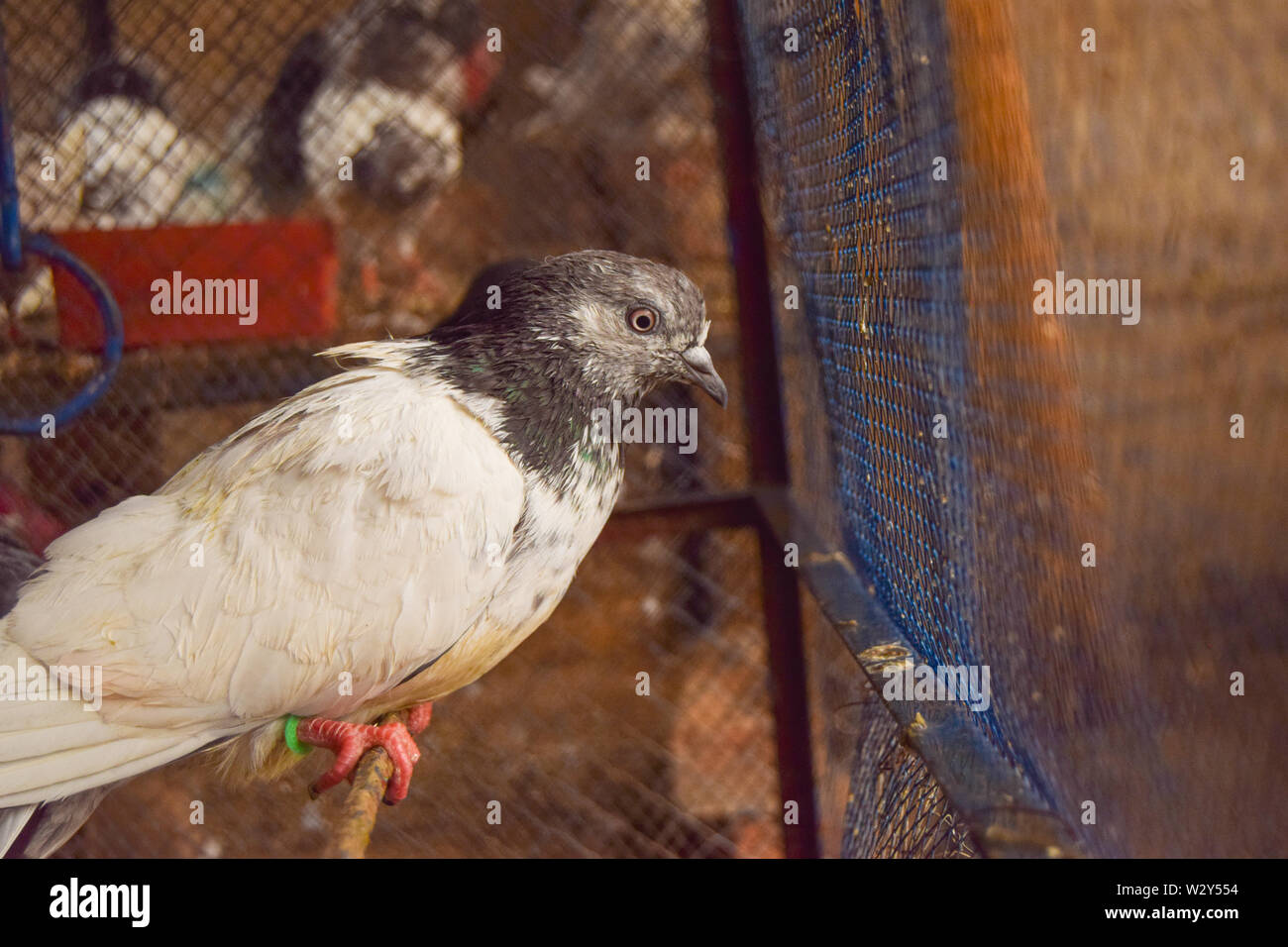 Più Belle Piccioni in gabbia Foto Stock