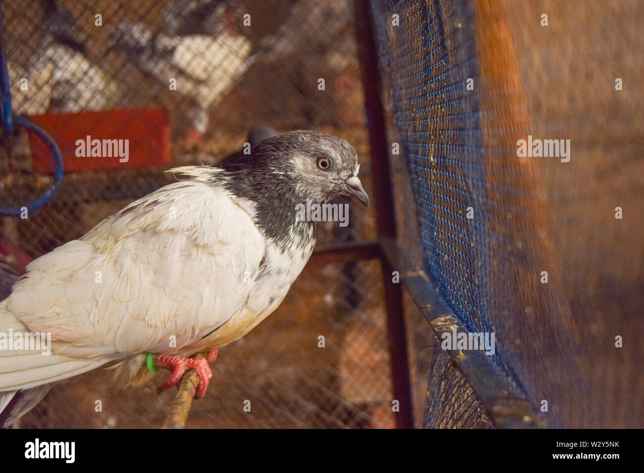 Più Belle Piccioni in gabbia Foto Stock