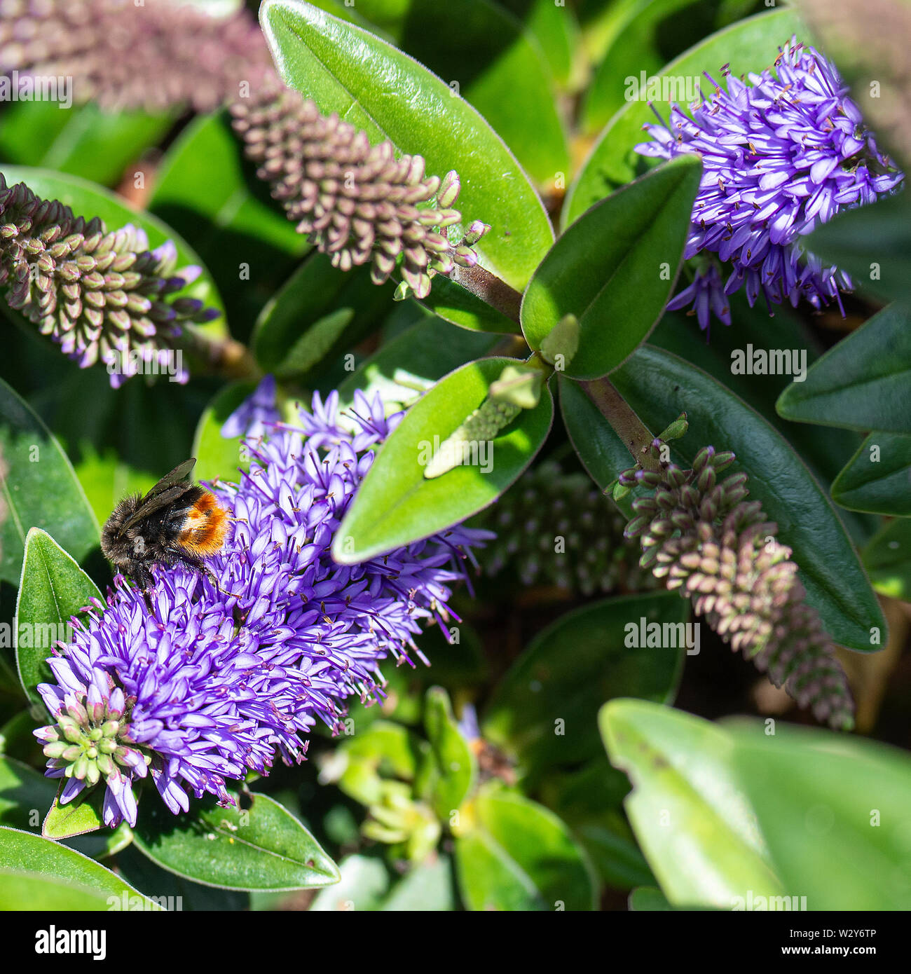 Un Rosso Tailed Calabrone alimentando il polline e il nettare su un Blu Hebe fiore in un giardino in Alsager Cheshire England Regno Unito Regno Unito Foto Stock