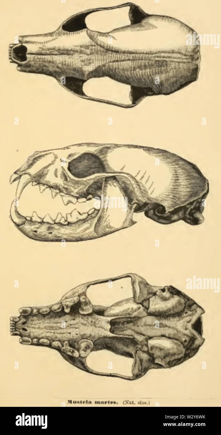Martesmartesskull Foto Stock