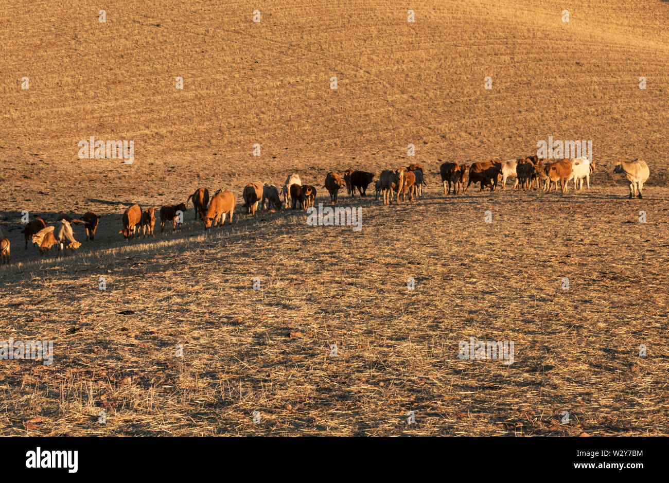 Il pascolo di bestiame sul paesaggio dorato di Alentejo in Portogallo Foto Stock