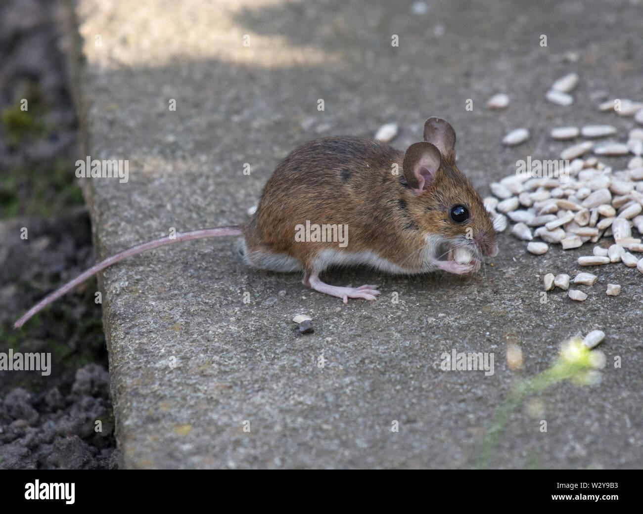 Mouse di legno, Apodemus sylvaticus, mangiare semi, Lancashire, Regno Unito Foto Stock