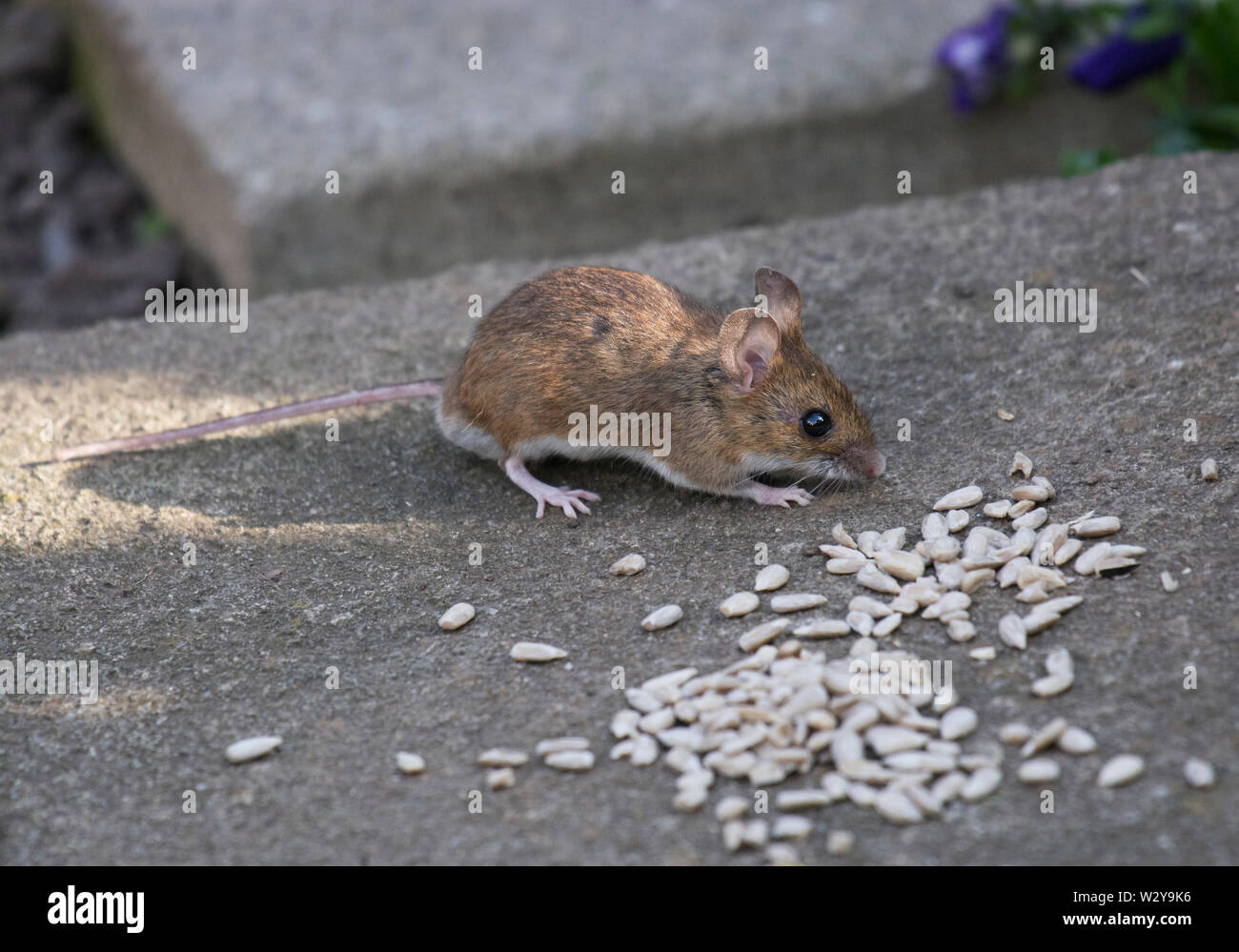 Mouse di legno, Apodemus sylvaticus, mangiare semi, Lancashire, Regno Unito Foto Stock